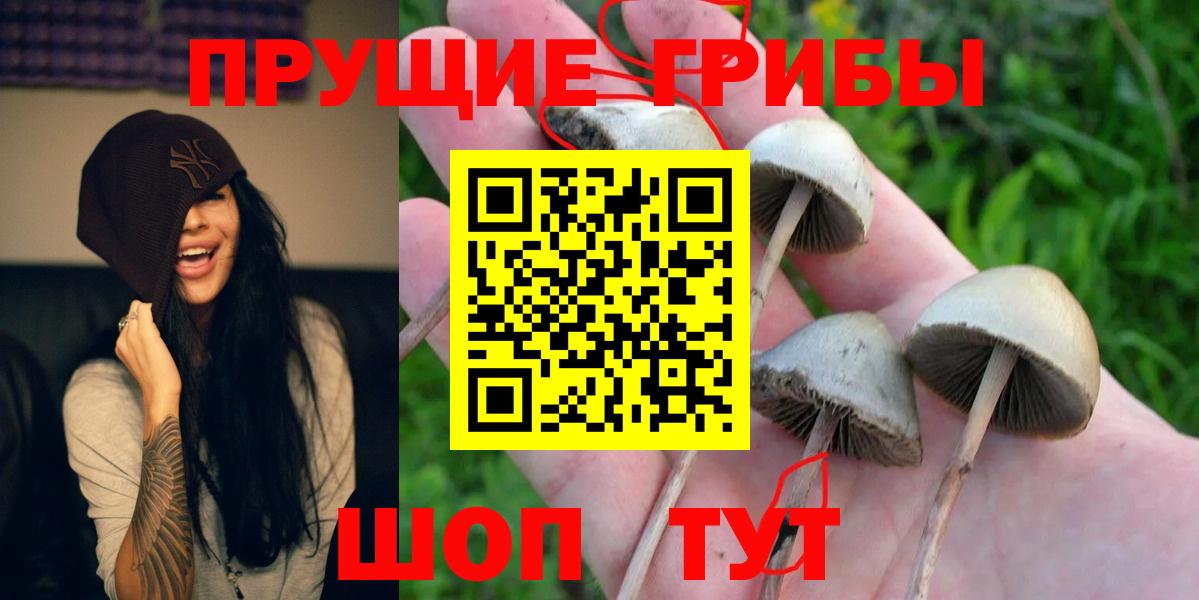 Псилоцибиновые грибы Psilocybine cubensis Среднеуральск